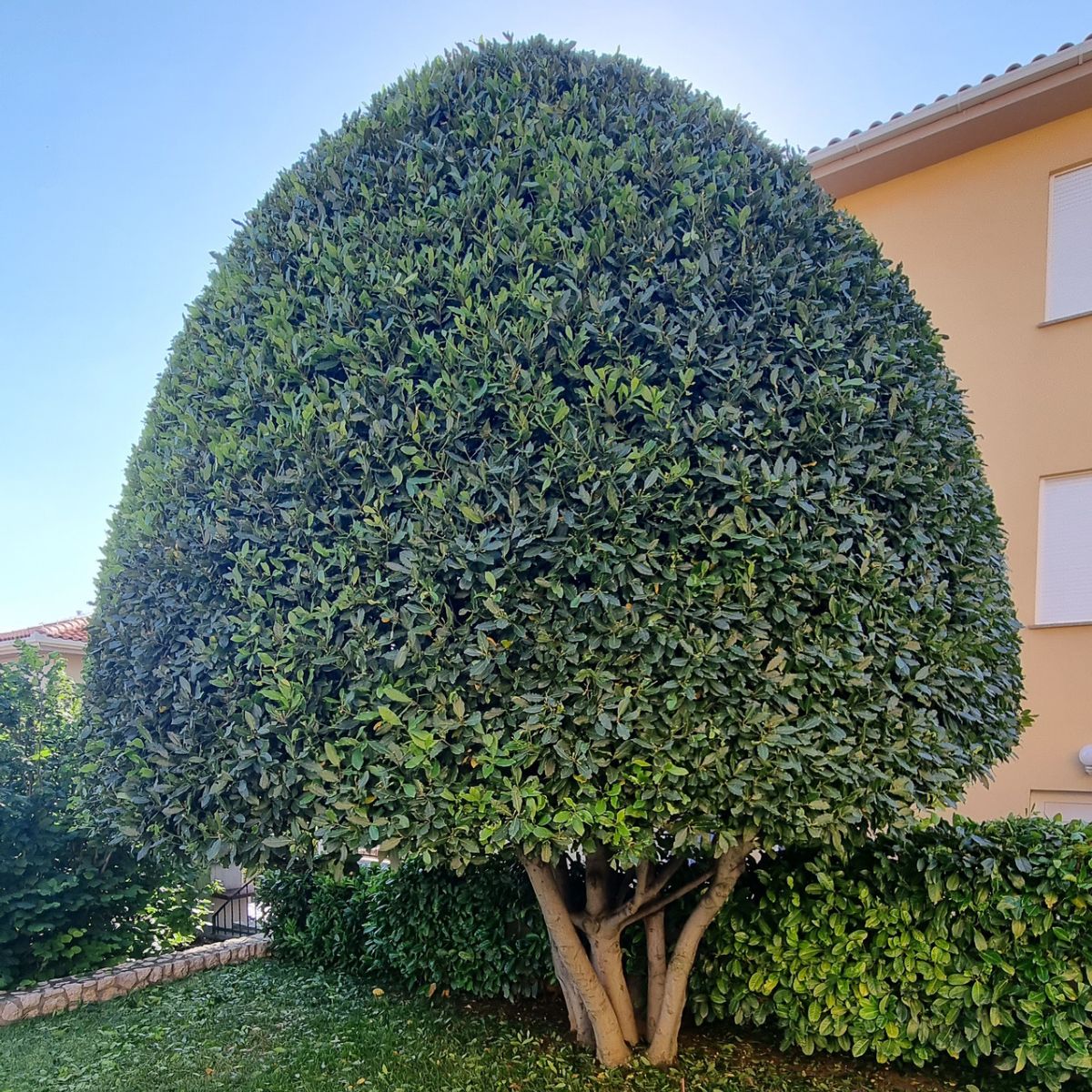 Uredno dvorište nakon košnje i čišćenja